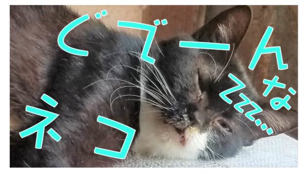 今日のにゃんこ