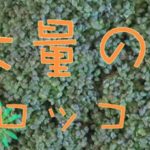 ブロッコリー祭り