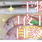干物をつくろう!第1弾~鯛とカマス~