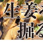 小生姜