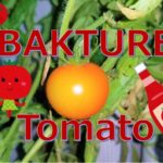 バクチャー栽培トマト~収穫~