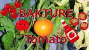 バクチャー栽培トマト~収穫~