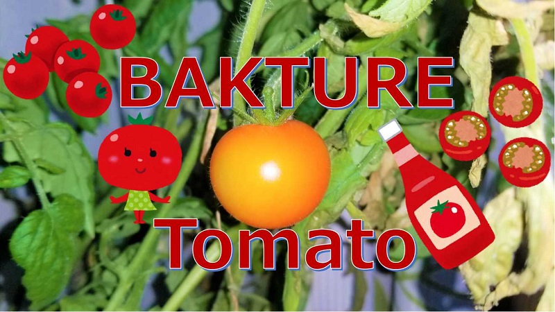 バクチャー栽培トマト～収穫～