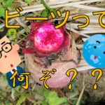 珍しい野菜？ビーツ！