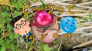 珍しい野菜？ビーツ！