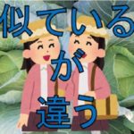 2つのキャベツ、何が違う??