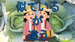 2つのキャベツ、何が違う？？