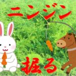 やっぱり美味い!ニンジン!