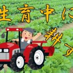 ひと手間かけてみよう!~白菜の中耕~