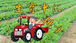 ひと手間かけてみよう！～白菜の中耕～