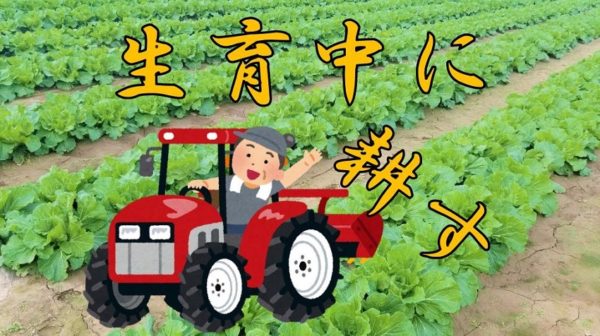 ひと手間かけてみよう！～白菜の中耕～