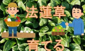 報連相!法蓮草!
