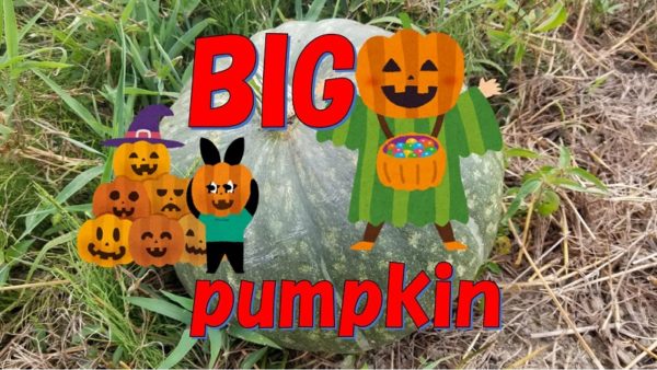 BIGなpumpkin