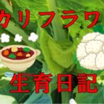 カリフラワー(食べるところ)生育日記
