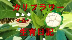 カリフラワー(食べるところ)生育日記