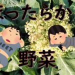 獲り遅れた野菜図鑑~2020秋~
