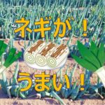 おいしいネギのお話