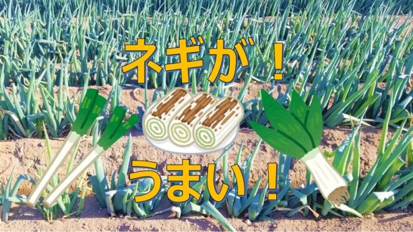おいしいネギのお話