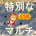 マルチを特注!穴が小さい【タマネギ】