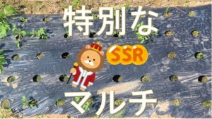 マルチを特注！穴が小さい【タマネギ】