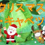 クリスマス・キャベツ