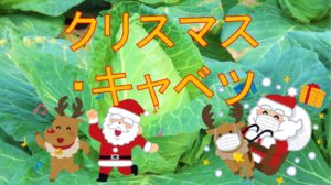 クリスマス・キャベツ