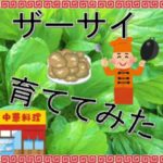 中華の野菜!ザーサイ!