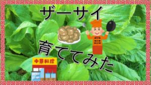 中華の野菜！ザーサイ！
