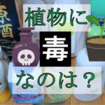 植物の芽生えへの日用品の毒性試験