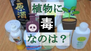 植物の芽生えへの日用品の毒性試験