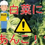 芯腐れ注意報～白菜～
