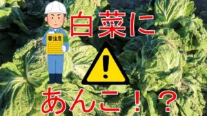 芯腐れ注意報～白菜～