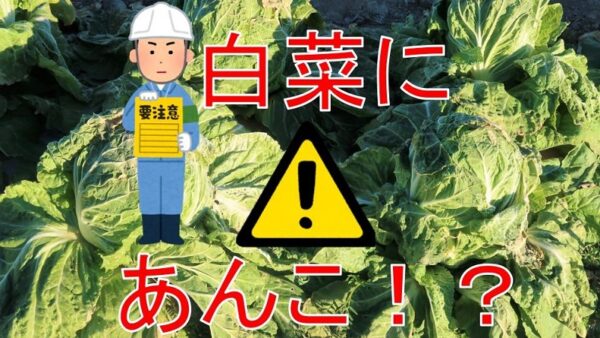 芯腐れ注意報～白菜～