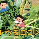 トウモロコシ~花粉量~