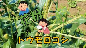 トウモロコシ～花粉量～