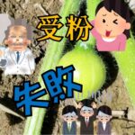 受粉失敗!!