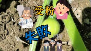 受粉失敗!!