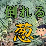 風に弱いぞ!倒れるネギ