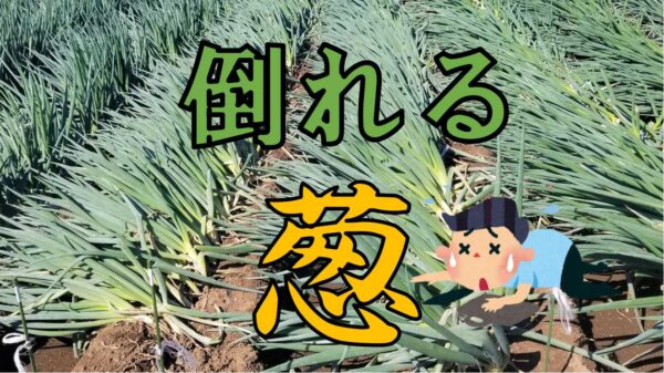 風に弱いぞ！倒れるネギ