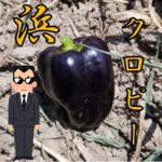 黒いピーマン!?