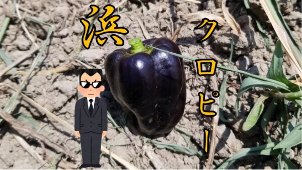 黒いピーマン！？