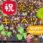 発芽~キャベツ~