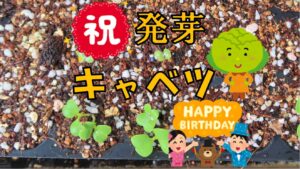 発芽～キャベツ～