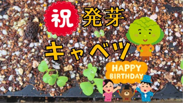 発芽～キャベツ～