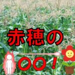 赤穂のトウモロコシ