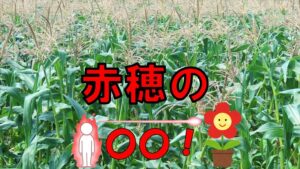 赤穂のトウモロコシ