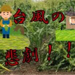 スイートコーンの悲劇