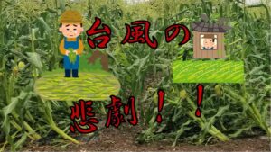 スイートコーンの悲劇