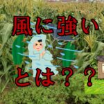 風に強いぞ!トウモロコシ