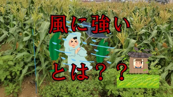 風に強いぞ！トウモロコシ